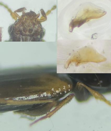 Réf. 358 006 : Tachys atratus